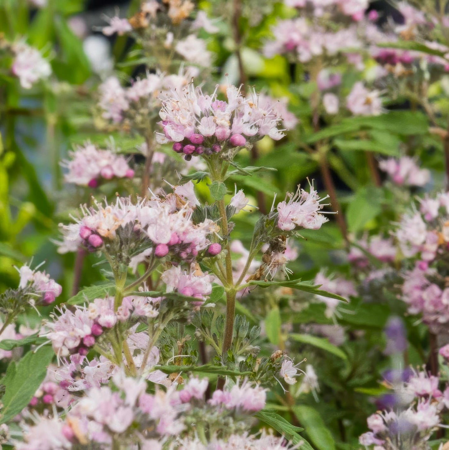 Caryopteris x clandonensis 'Stephi'. Close-up of pink flowers with green leaves in a natural setting