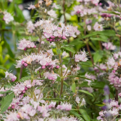 Caryopteris x clandonensis 'Stephi'. Close-up of pink flowers with green leaves in a natural setting