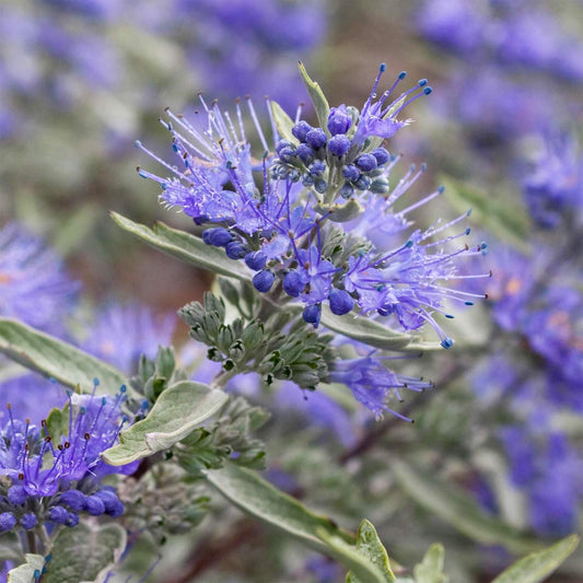 Caryopteris x clandonensis 'Sterling Silver'