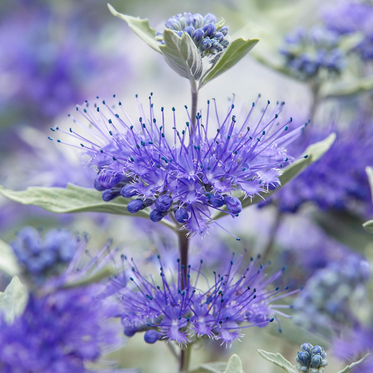 Caryopteris x clandonensis 'Sterling Silver'