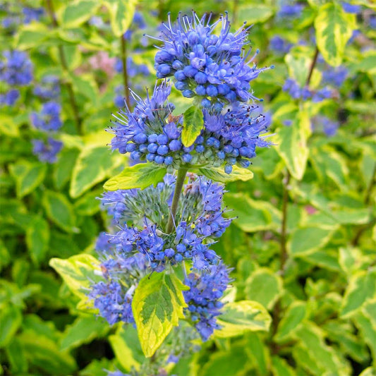 Caryopteris x clandonensis 'Summer Sorbet'