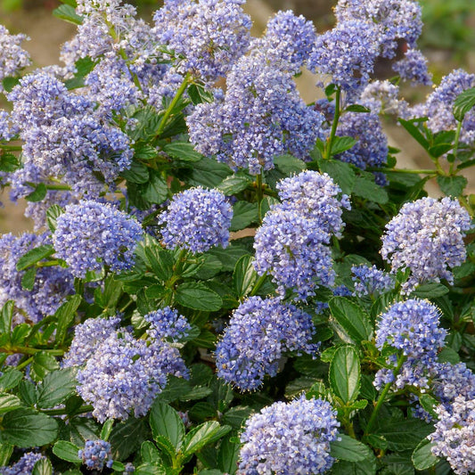 Ceanothus 'Blue Mound'