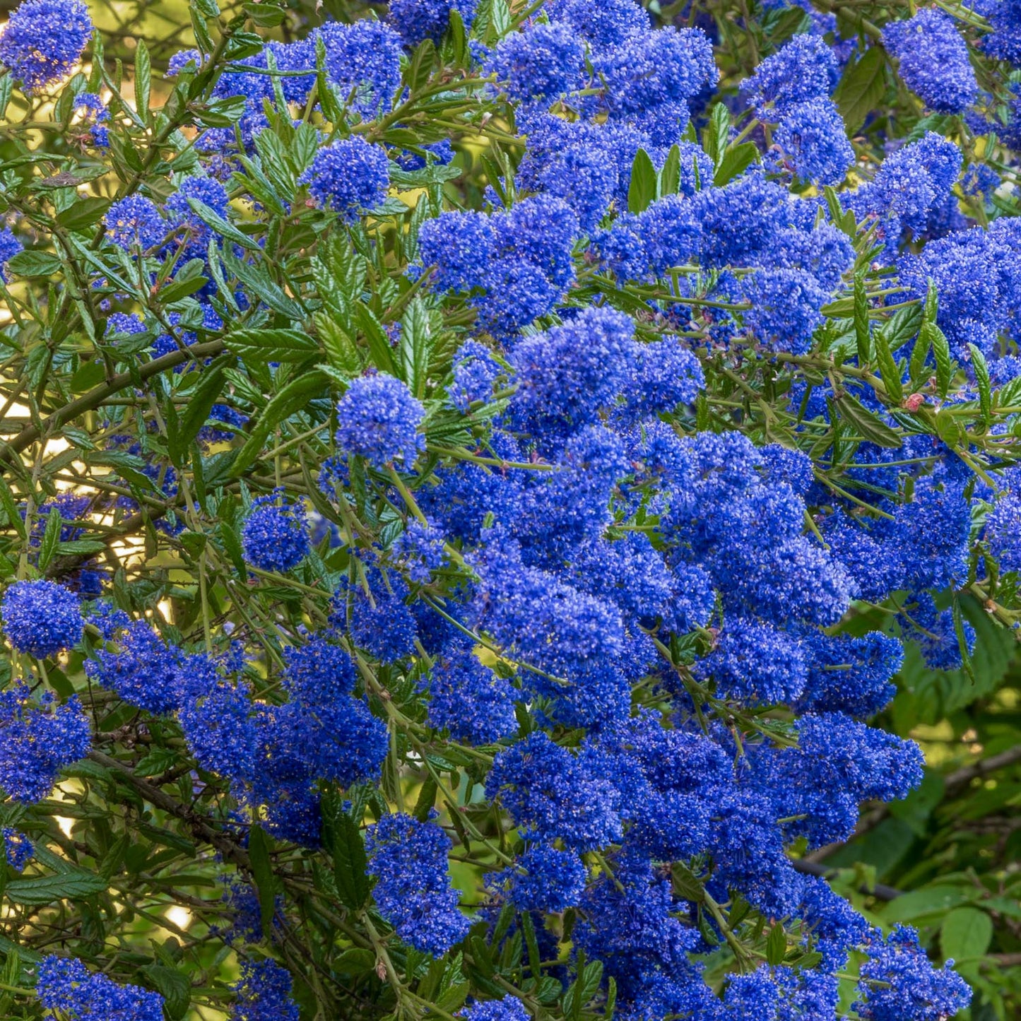 Ceanothus 'Concha' at Barnsdale Gardens