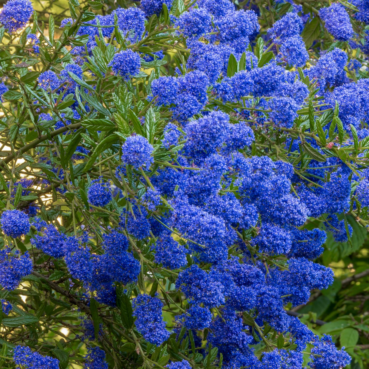 Ceanothus 'Concha' at Barnsdale Gardens