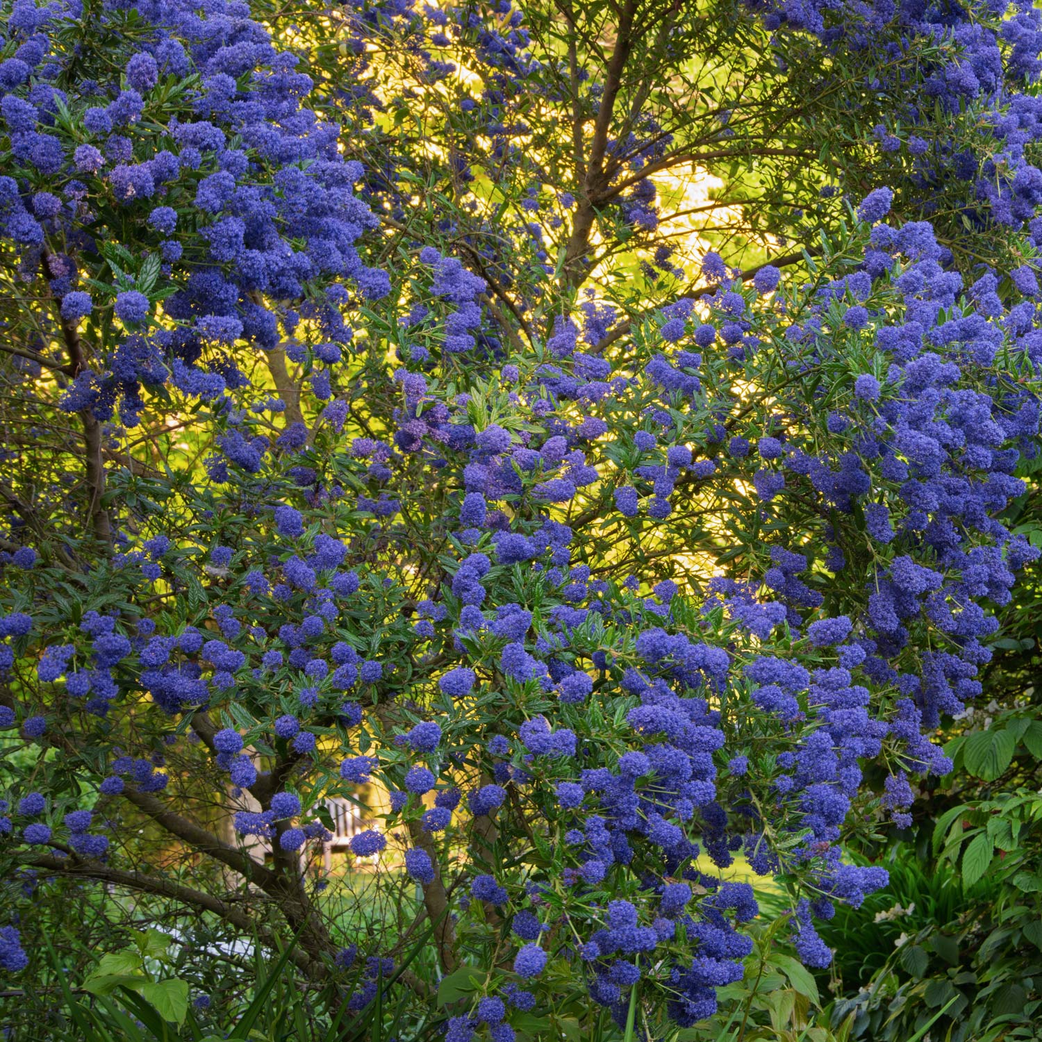 Ceanothus 'Concha' at Barnsdale Gardens