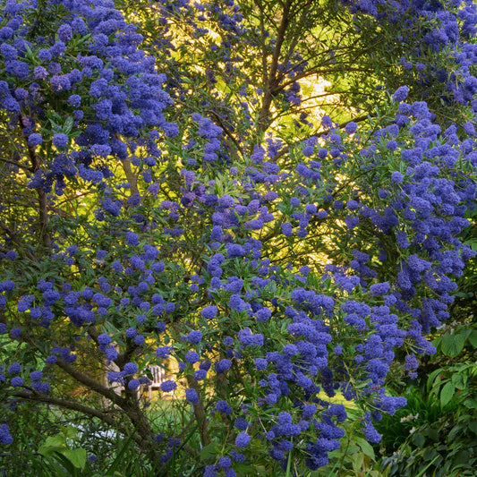 Ceanothus 'Concha' at Barnsdale Gardens