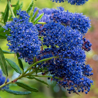 Ceanothus 'Concha' at Barnsdale Gardens. Close up of dark blue flower.