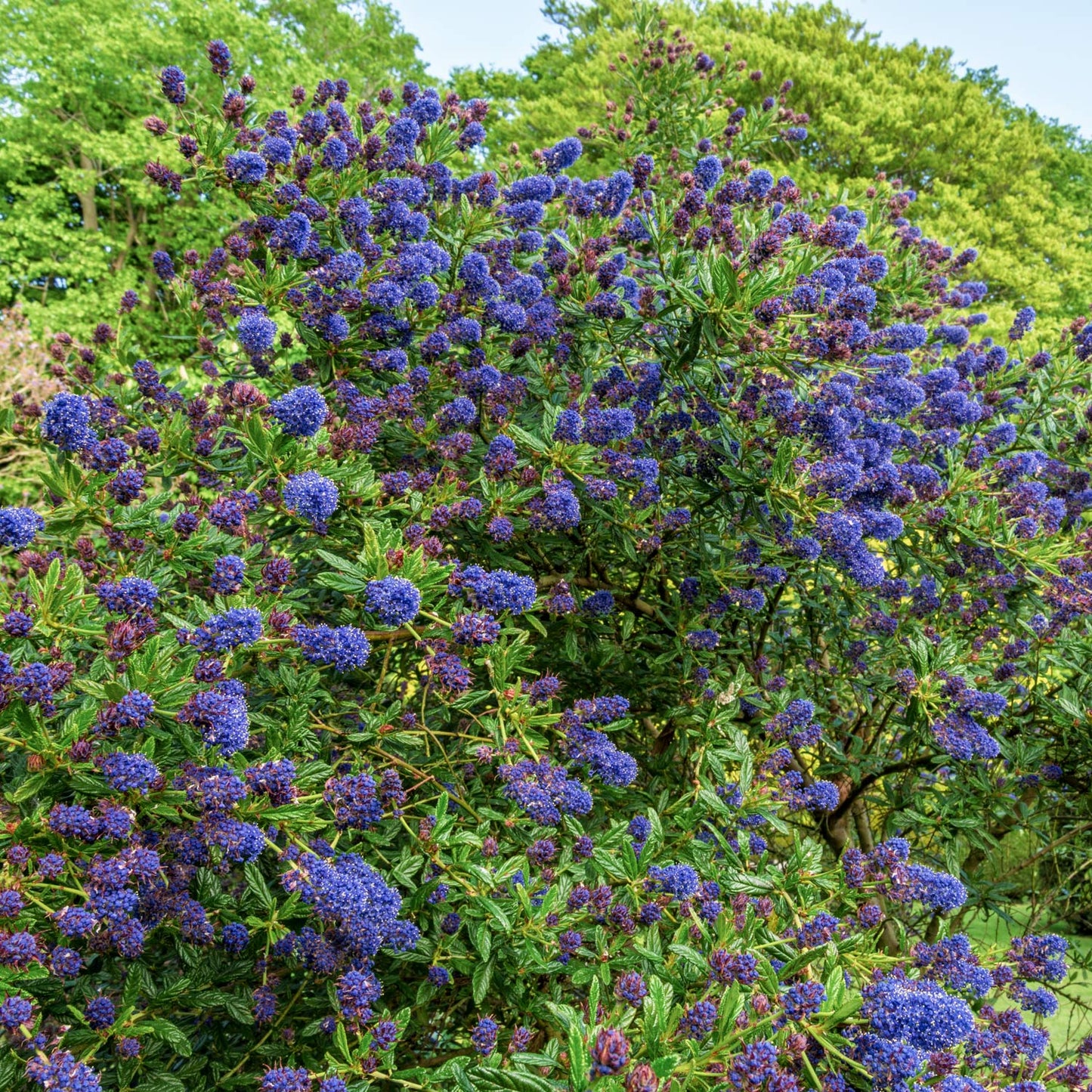 Ceanothus 'Concha' at Barnsdale Gardens