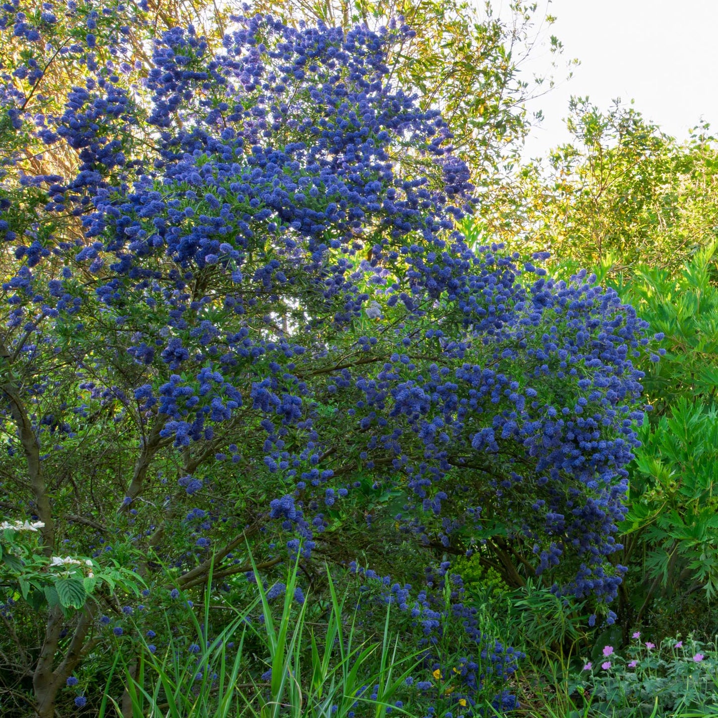 Ceanothus 'Concha' at Barnsdale Gardens