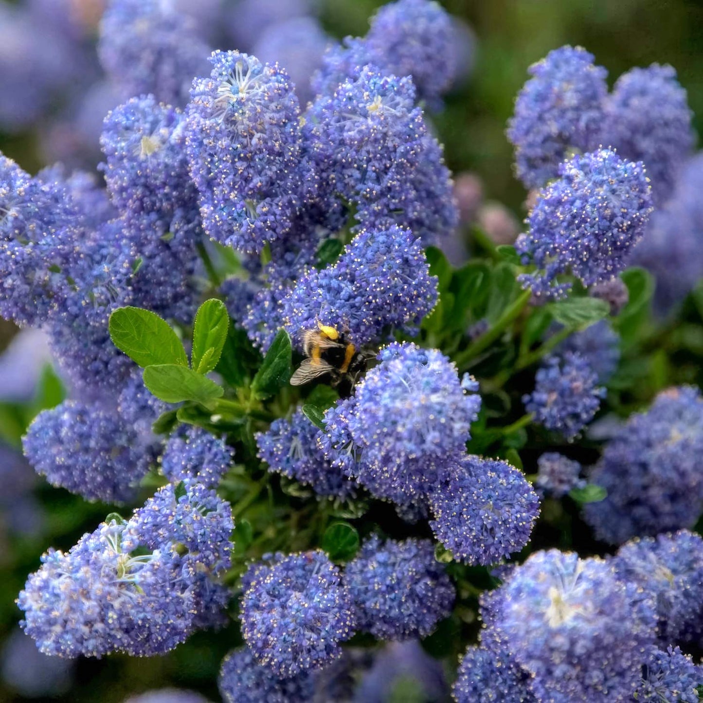 Ceanothus 'Skylark'