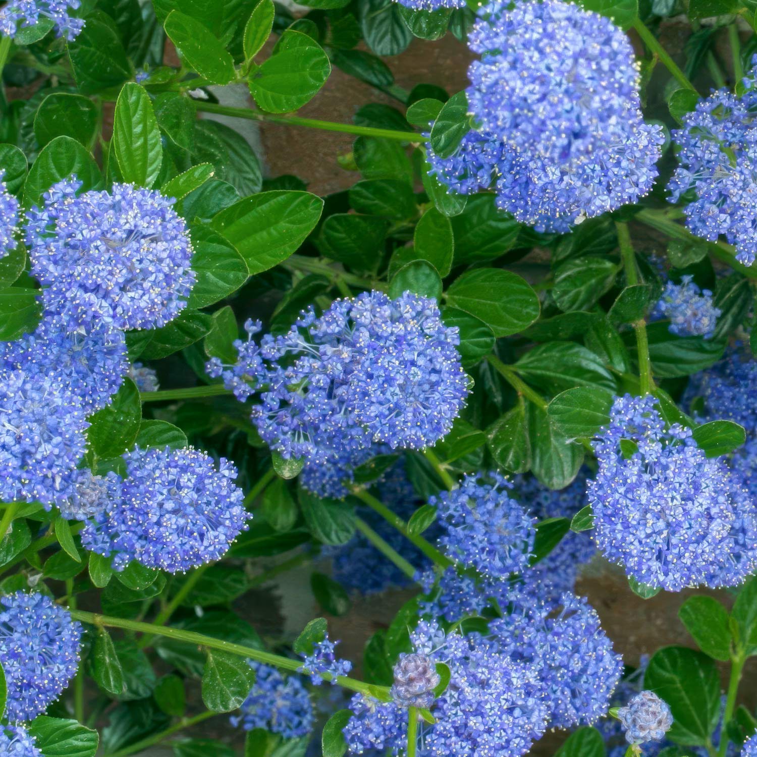 Ceanothus 'Skylark'