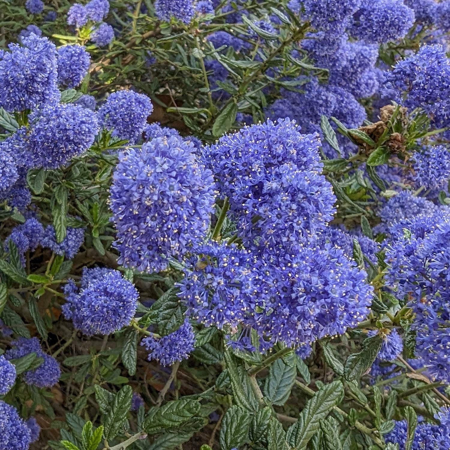 Ceanothus 'Skylark'