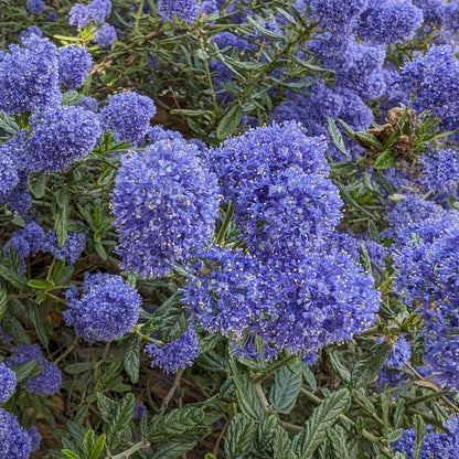 Ceanothus 'Skylark'