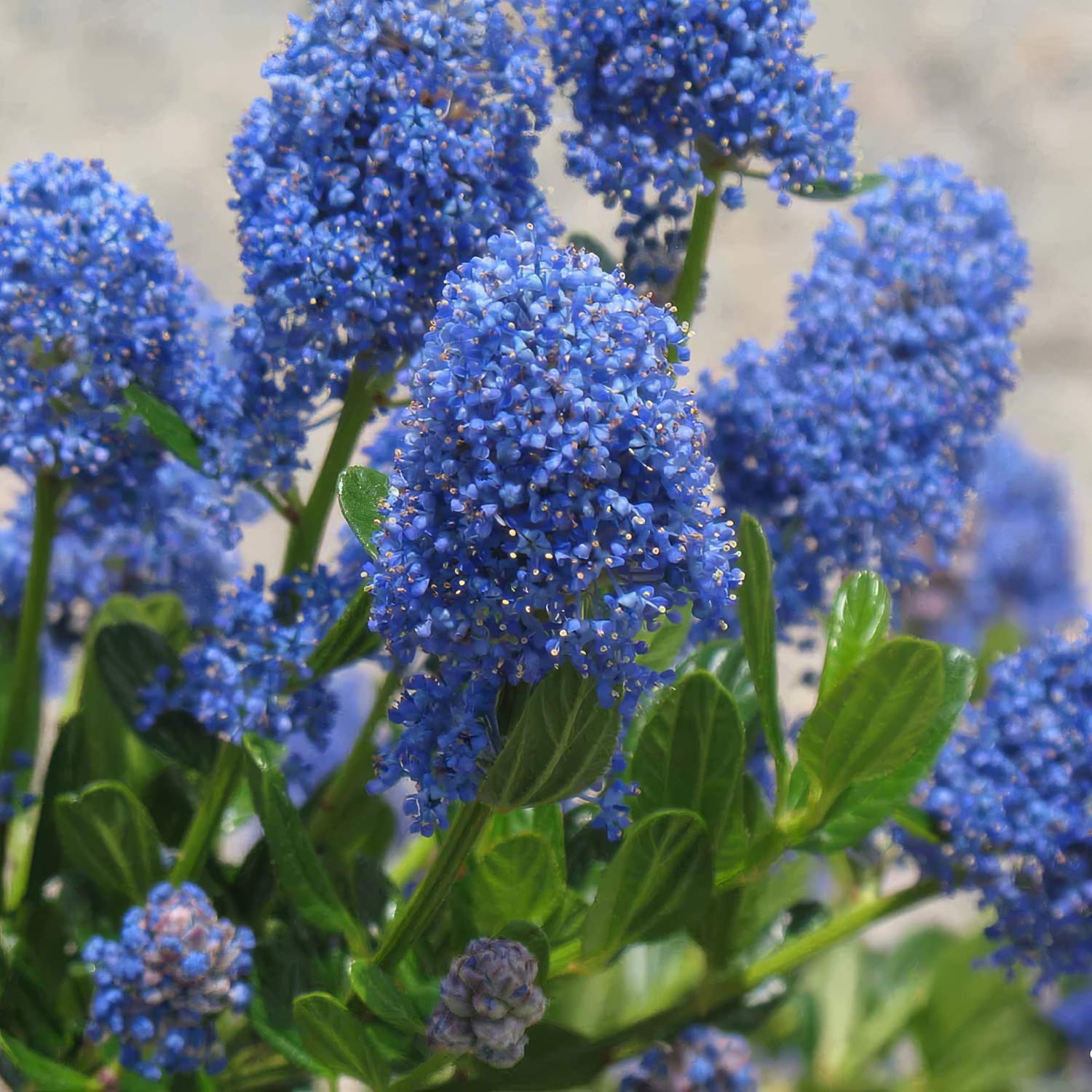 Ceanothus 'Skylark'