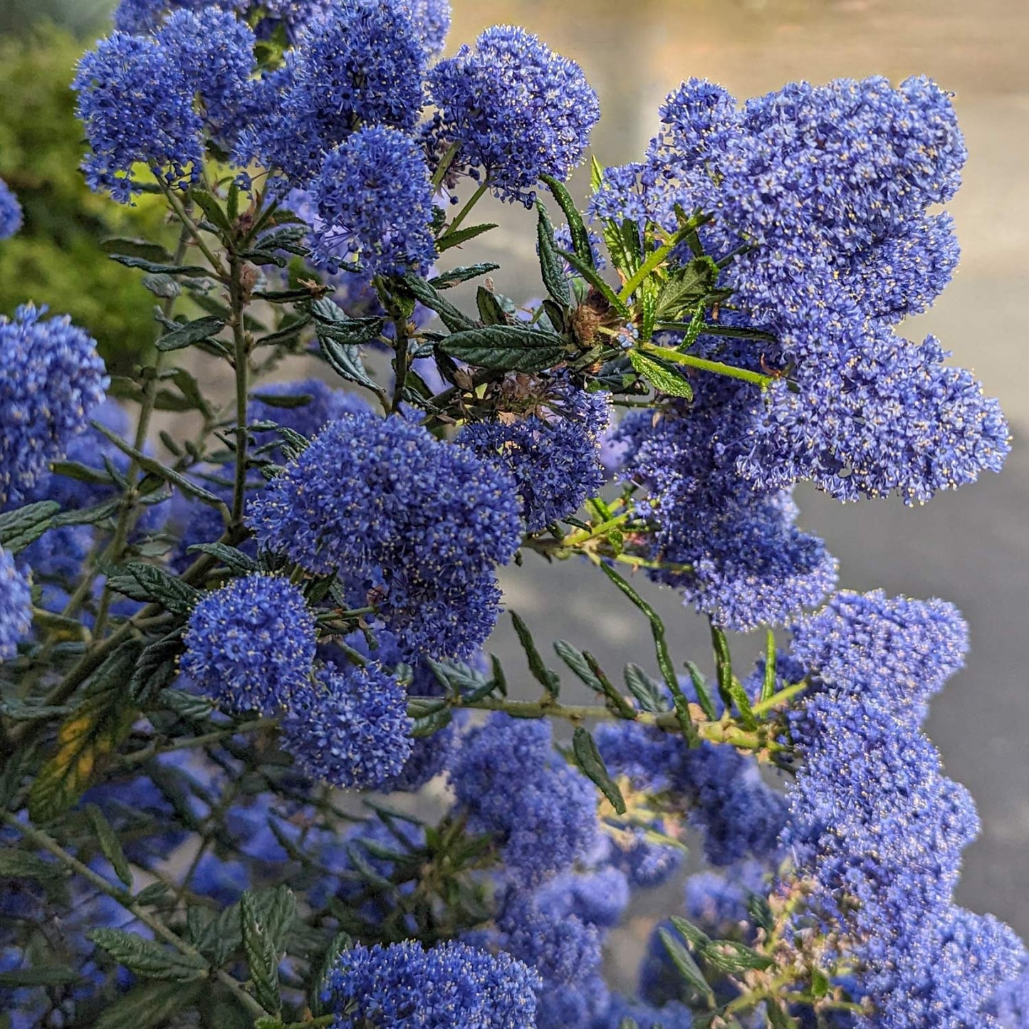 Ceanothus 'Skylark'