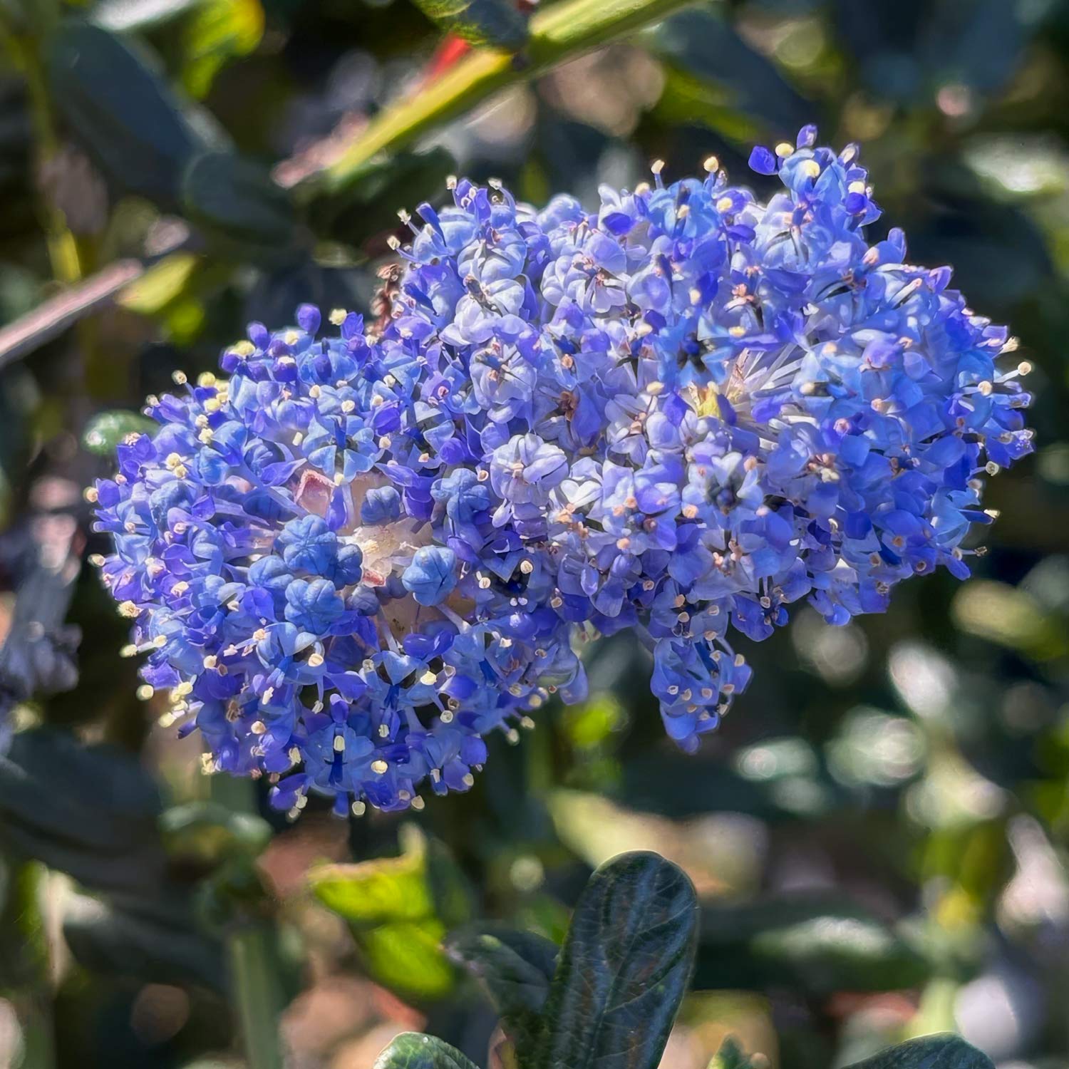 Ceanothus 'Skylark'