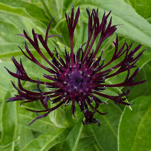 Centaurea montana 'Jordy'