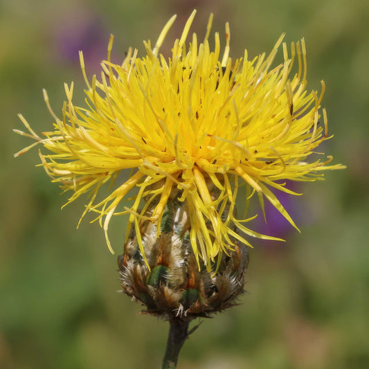 Centaurea orientalis