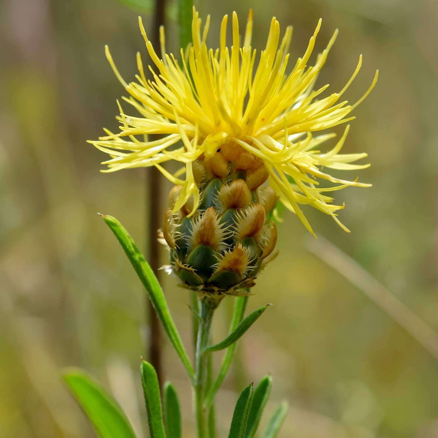 Centaurea orientalis