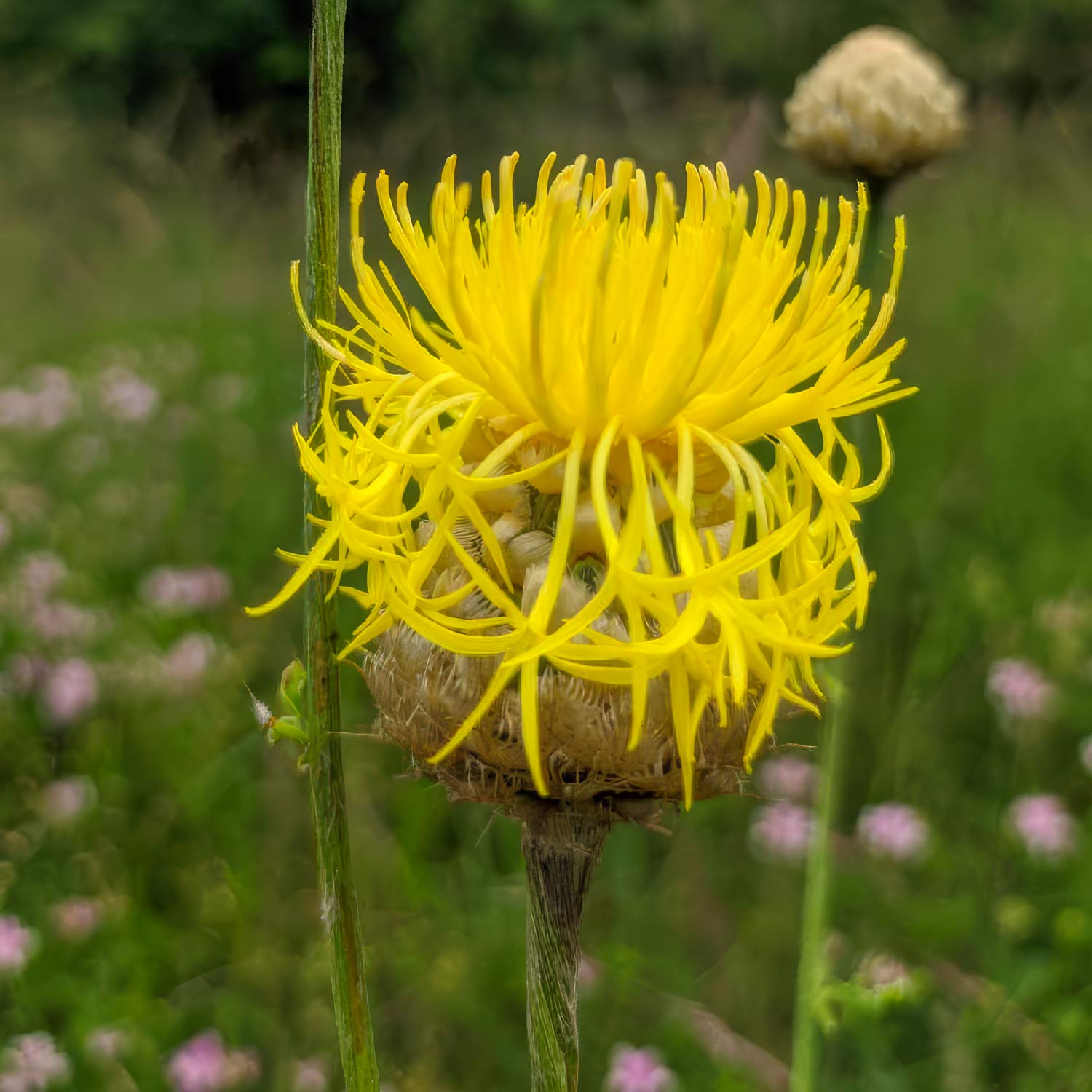 Centaurea orientalis