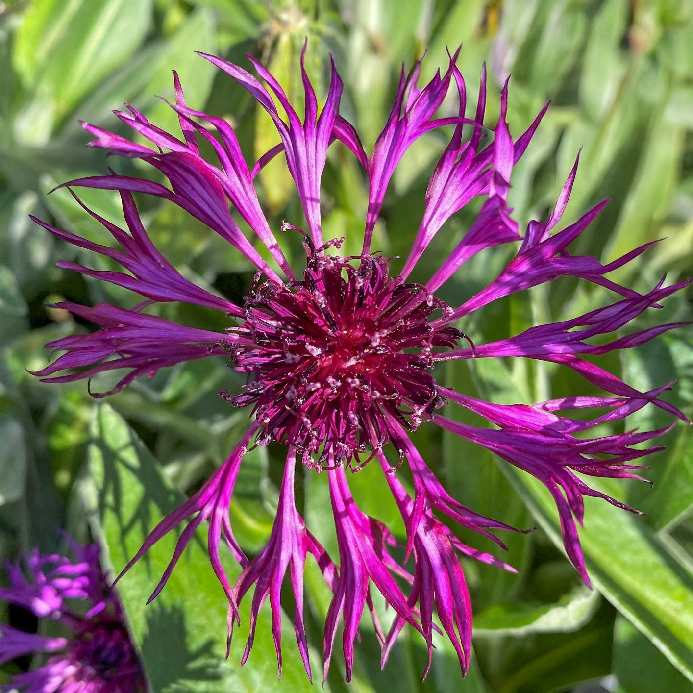 Centaurea montana 'Amethyst Dream'