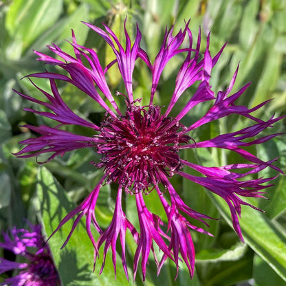 Centaurea montana 'Amethyst Dream'