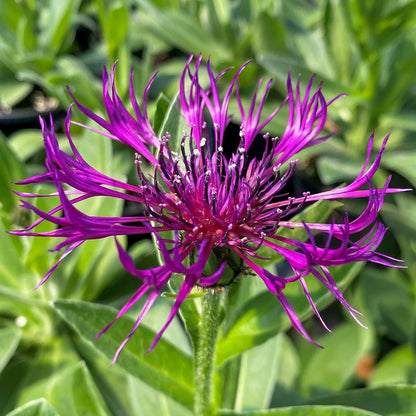 Centaurea montana 'Amethyst Dream'