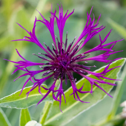 Centaurea montana 'Amethyst Dream'