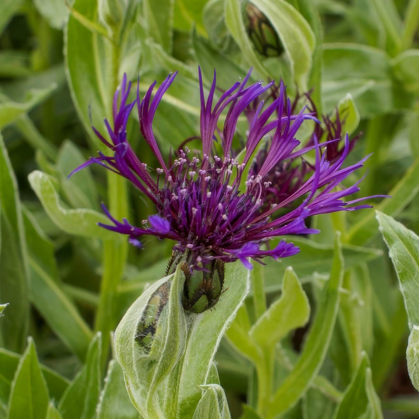 Centaurea montana 'Amethyst Dream'