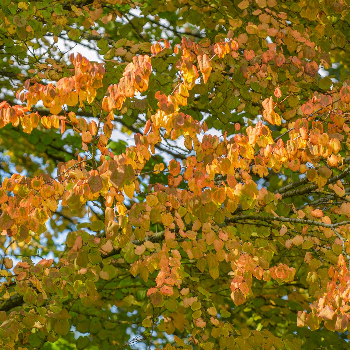 Cercidiphyllum Japonicum Katsura Tree Barnsdale Gardens cercidiphyllum-japonicum-katsura-tree-barnsdale-gardens
