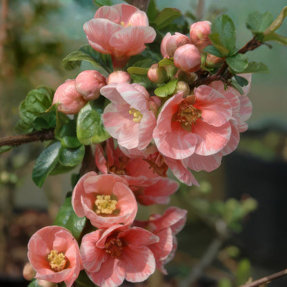 Chaenomeles 'Madame Butterfly'