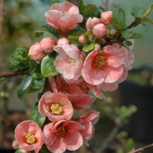 Chaenomeles 'Madame Butterfly'