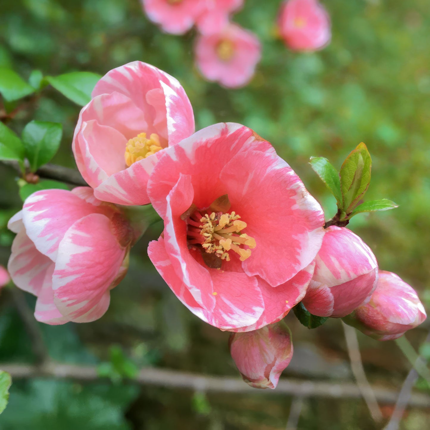 Chaenomeles 'Madame Butterfly'