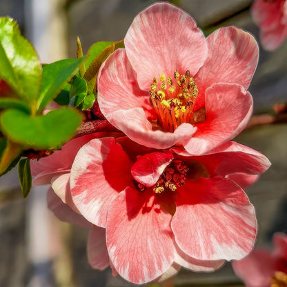 Chaenomeles 'Madame Butterfly'