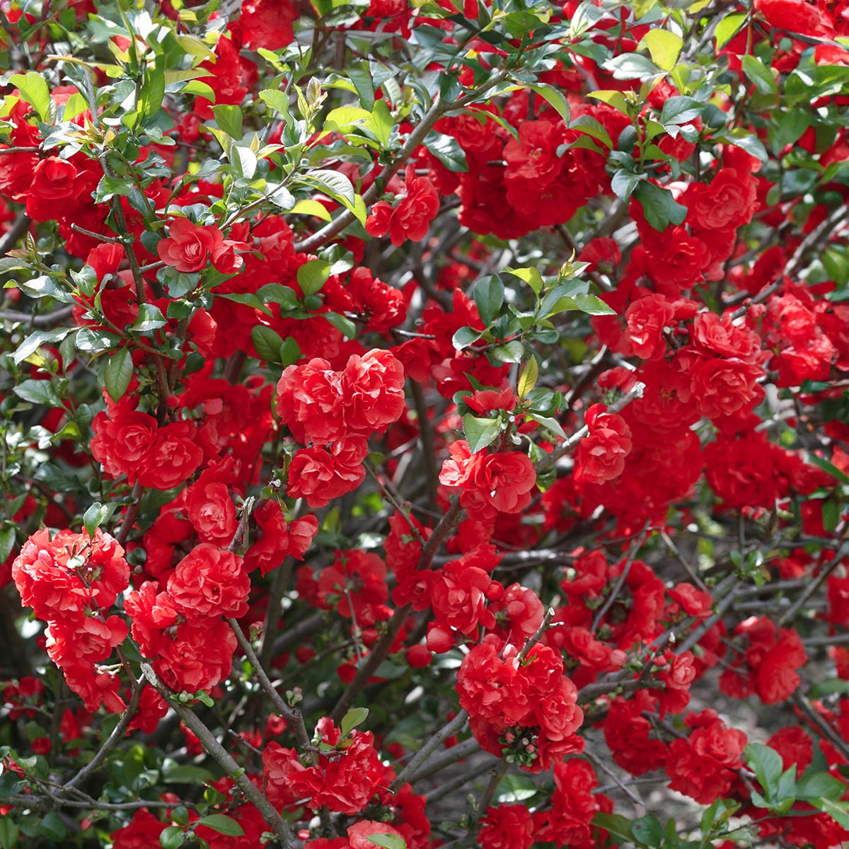 Chaenomeles speciosa 'Scarlet Storm'