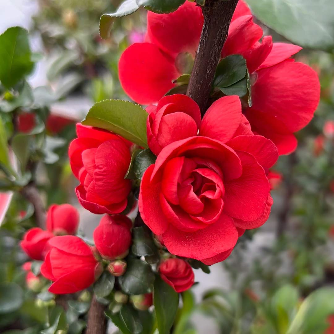 Chaenomeles speciosa 'Scarlet Storm'