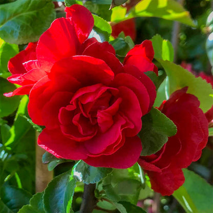 Chaenomeles speciosa 'Scarlet Storm'