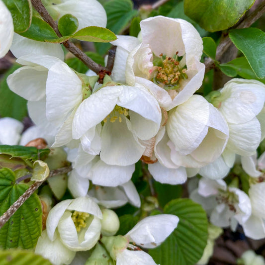 Chaenomeles x superba 'Jet Trail'