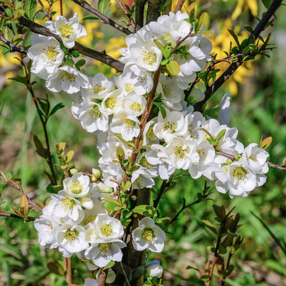 Chaenomeles x superba 'Jet Trail'
