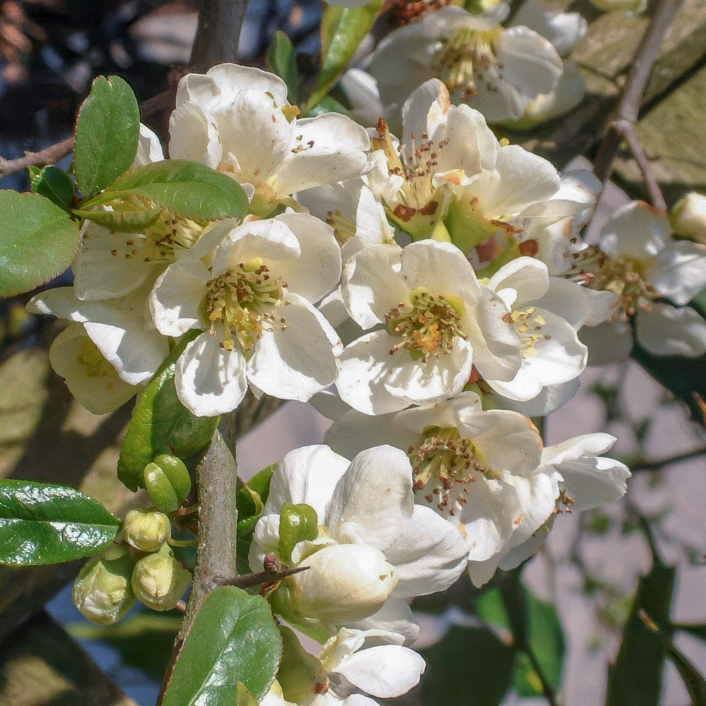 Chaenomeles x superba 'Jet Trail'