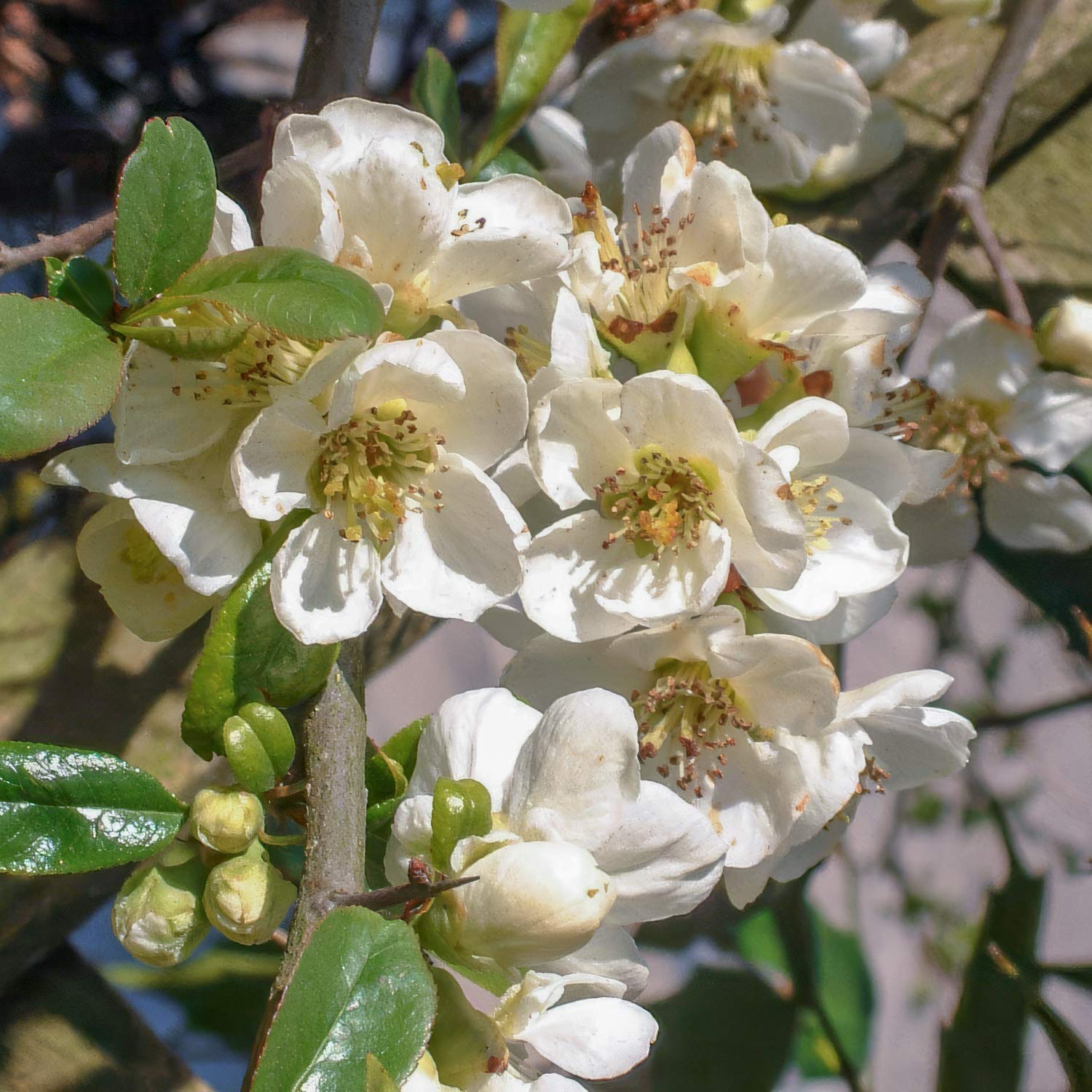 Chaenomeles x superba 'Jet Trail'