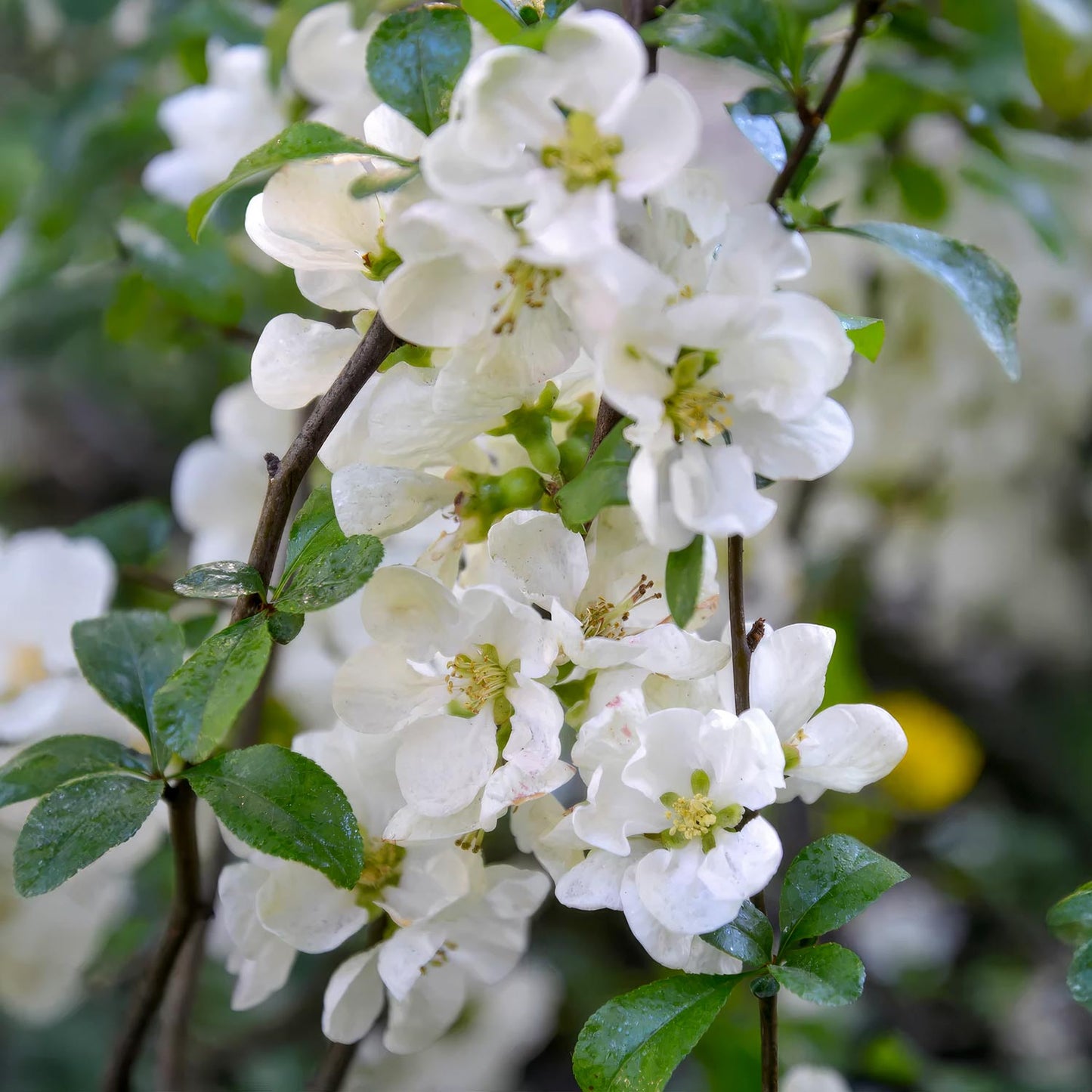 Chaenomeles x superba 'Jet Trail'
