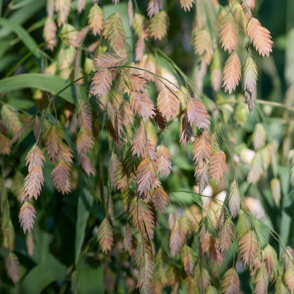 Chasmanthium latifolium