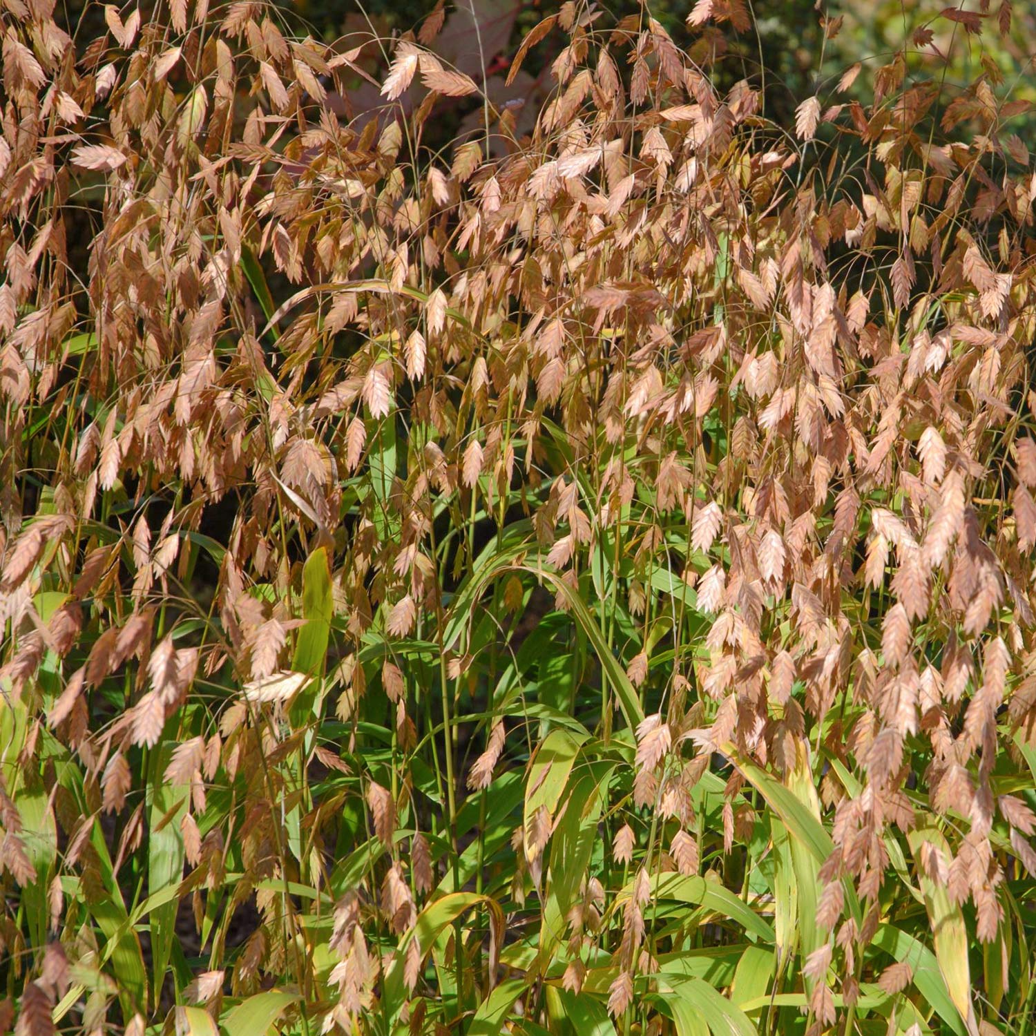 Chasmanthium latifolium