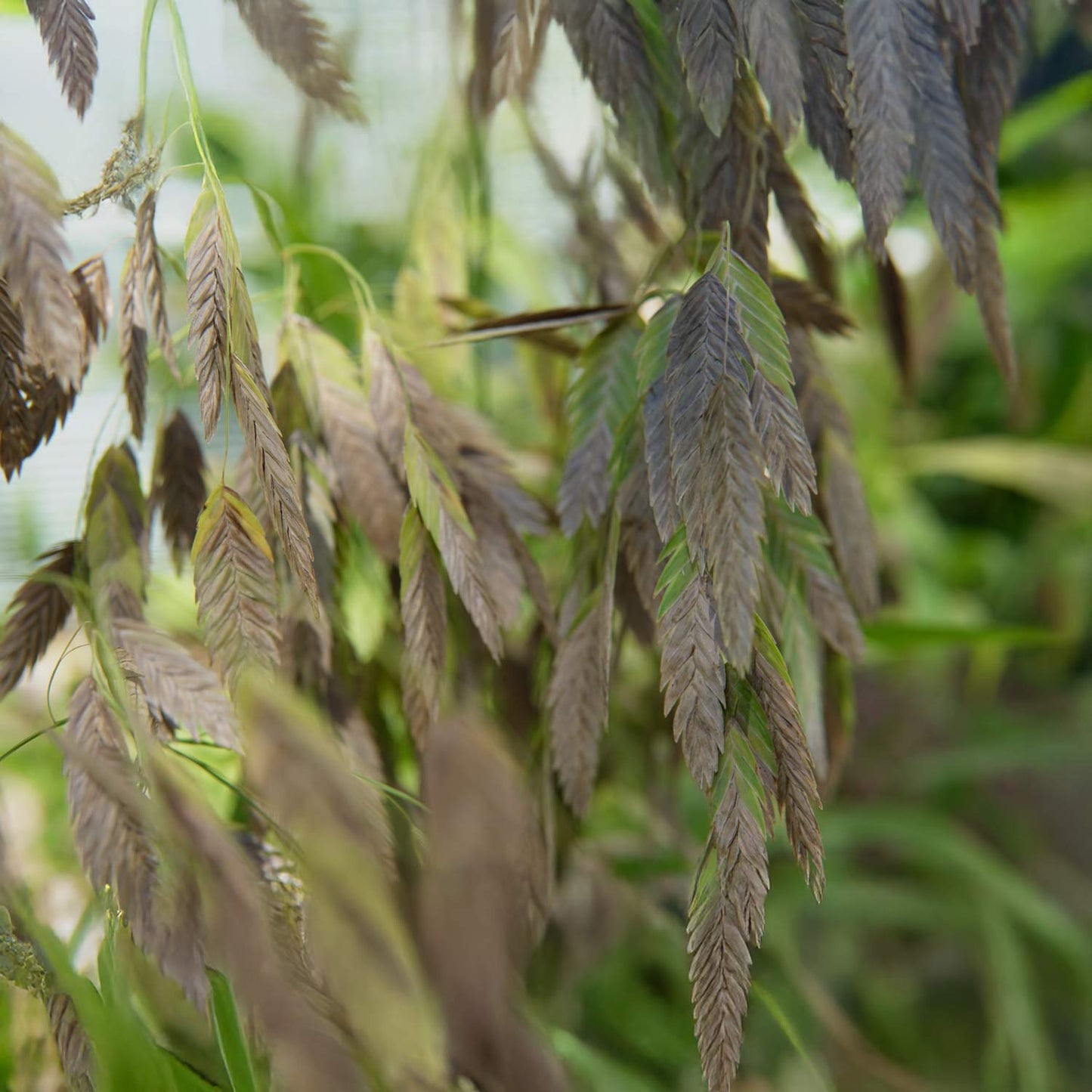 Chasmanthium latifolium