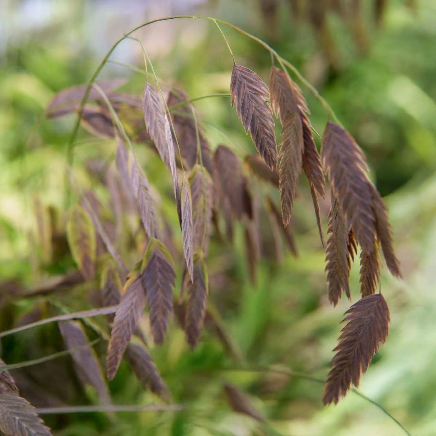 Chasmanthium latifolium