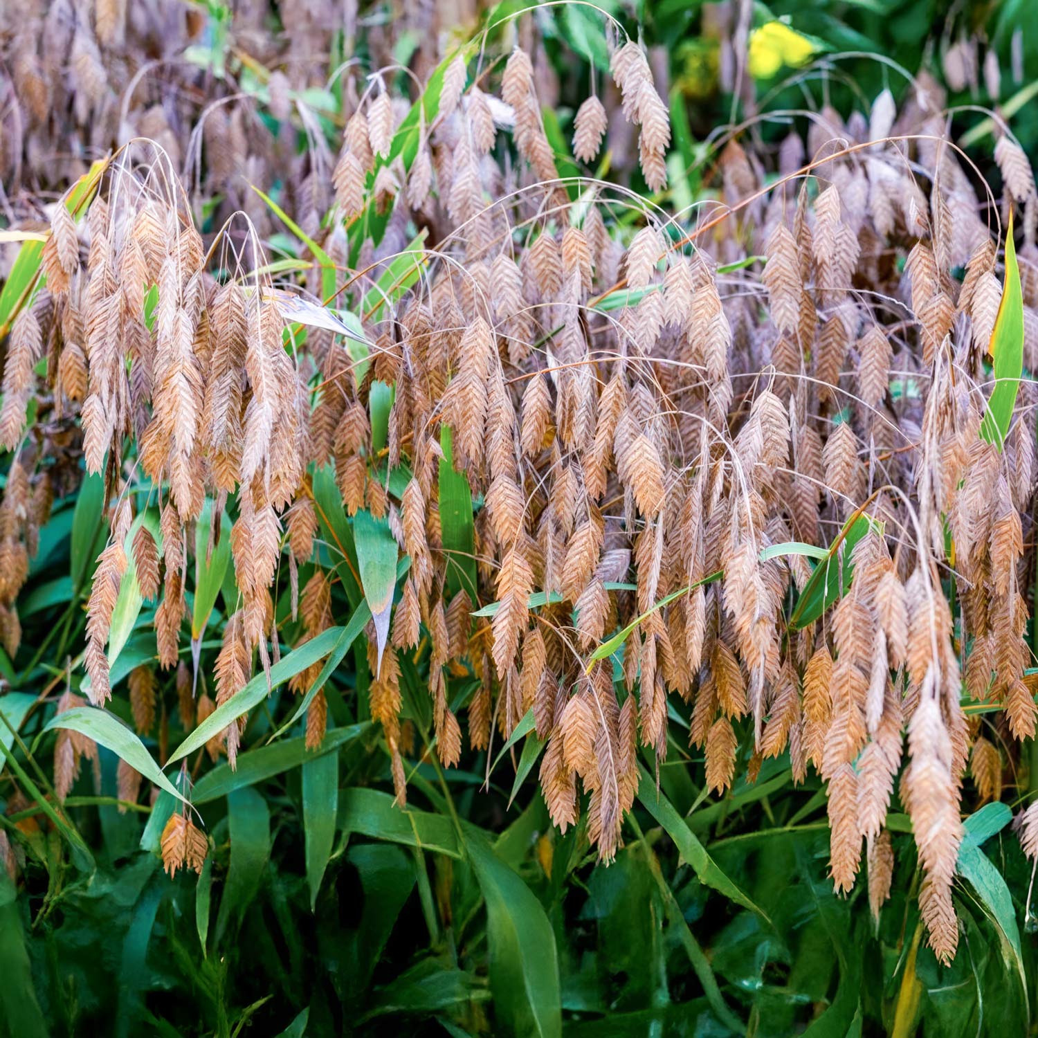 Chasmanthium latifolium