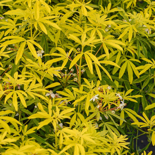Choisya ternata 'Goldfingers'