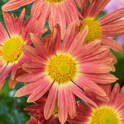 Chrysanthemum 'Cottage Apricot'