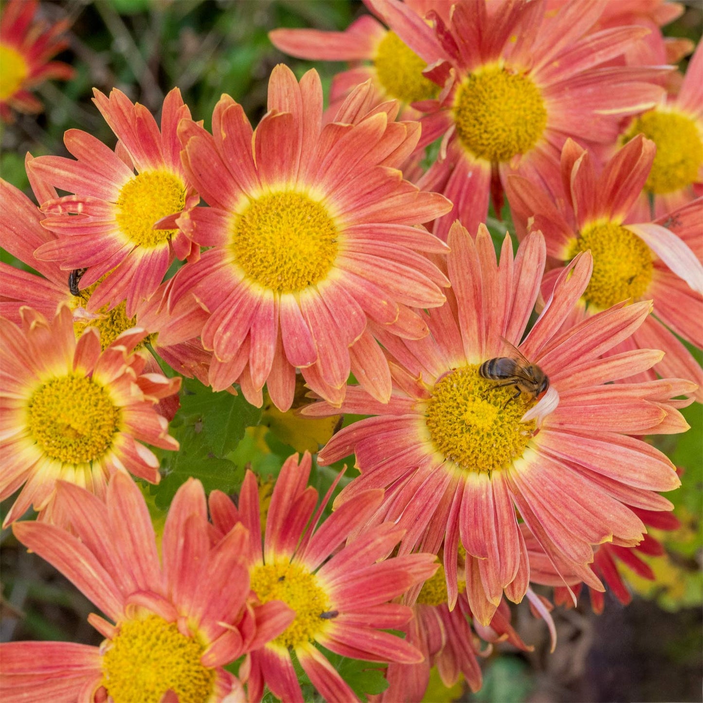 Chrysanthemum 'Cottage Apricot'